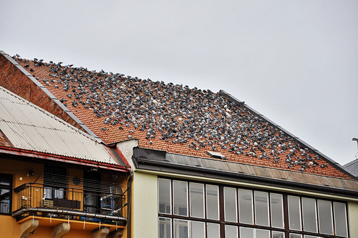 A2B Pest Control are able to install spikes to deter birds from roofs in Shirley. 