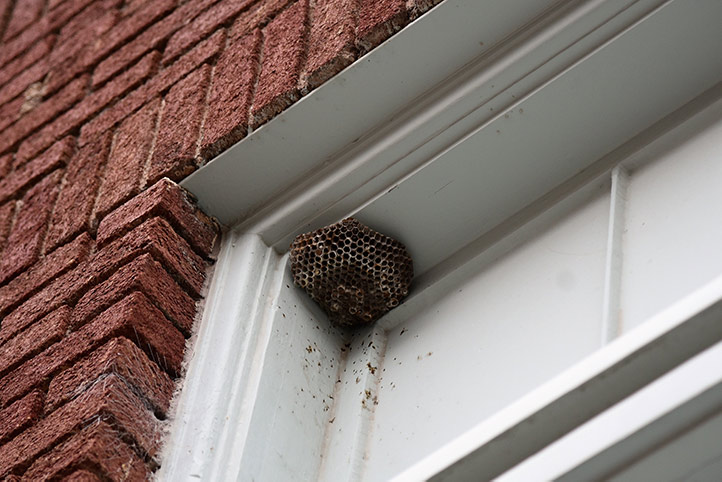 We provide a wasp nest removal service for domestic and commercial properties in Shirley.